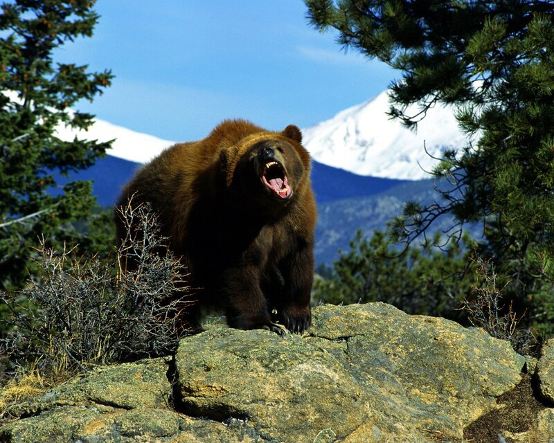 Brown Bear on Rock — Dramatic