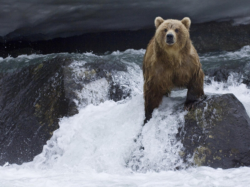 Brown Bear on Rock