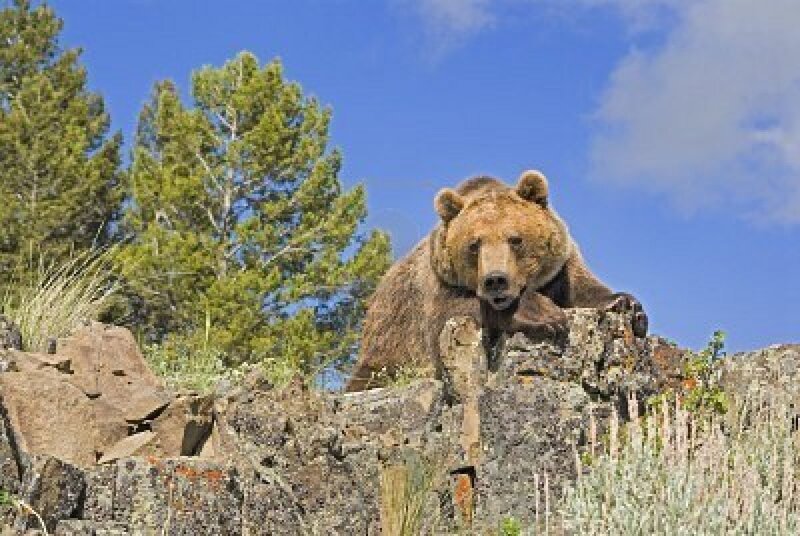 Brown Bear on Rocks — Blue