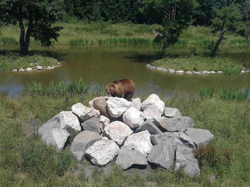 Brown Bear on Rocks — Green