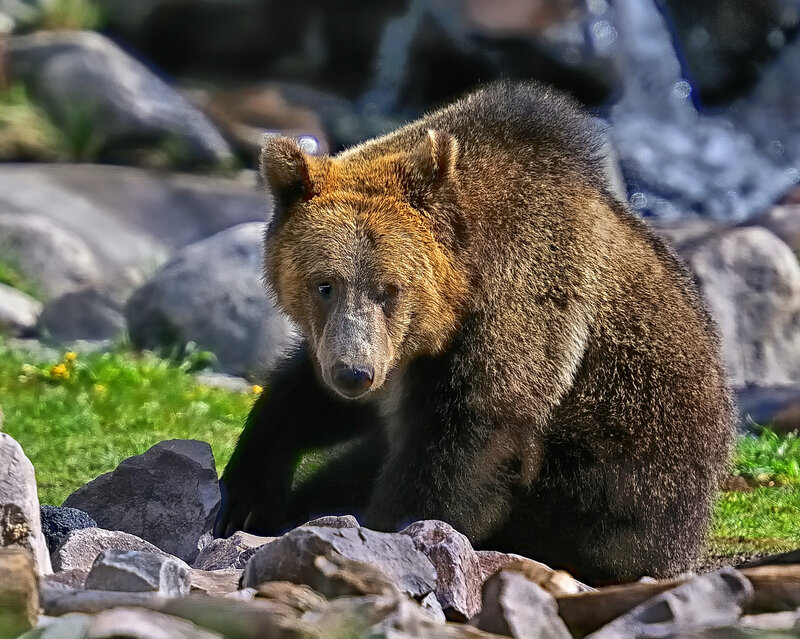 Brown Bear on Rocks — Natural, Afternoon