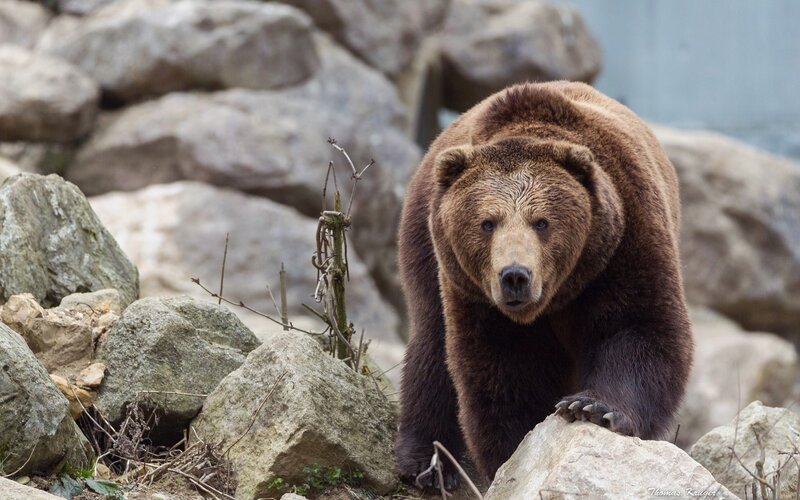 Brown Bear on Rocks — Natural, Photograph