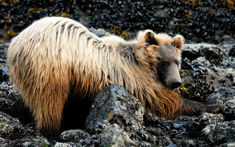 Brown Bear on Rocks — Natural