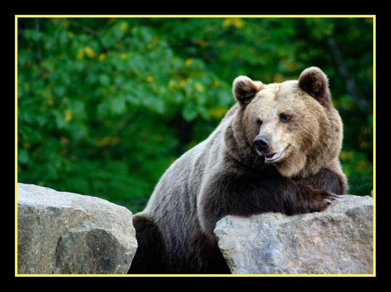 Brown Bear on Rocks