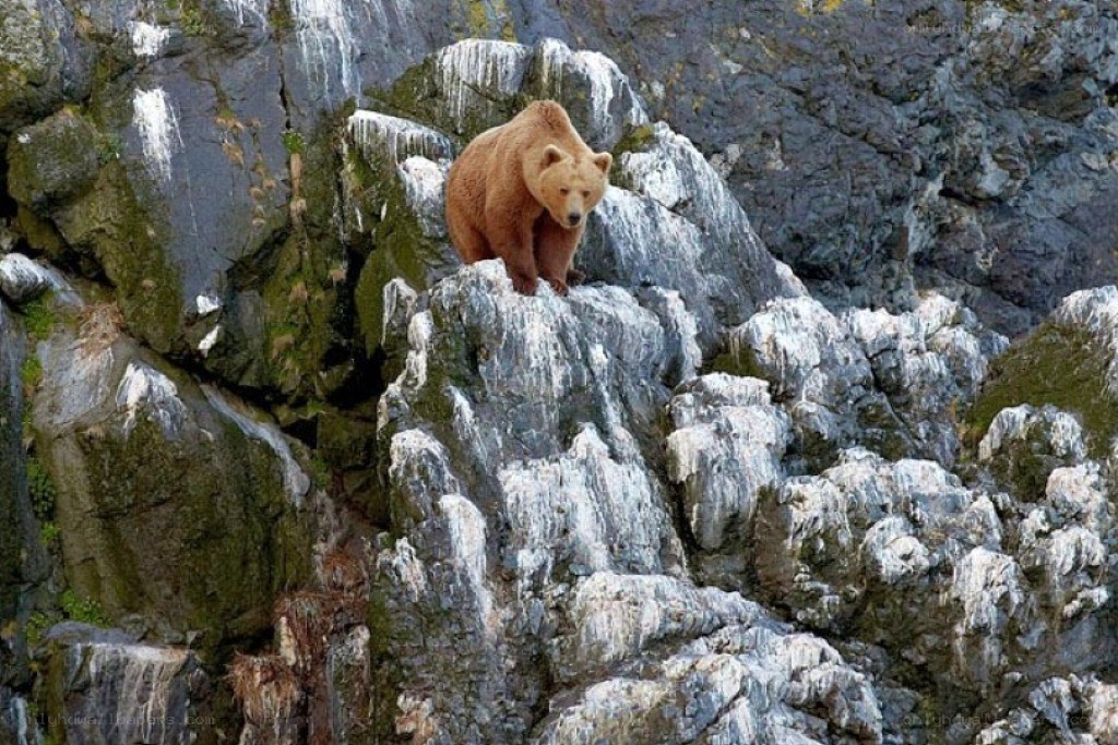 Brown bear on rocky cliff