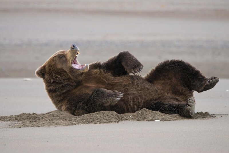 Brown Bear on Sand