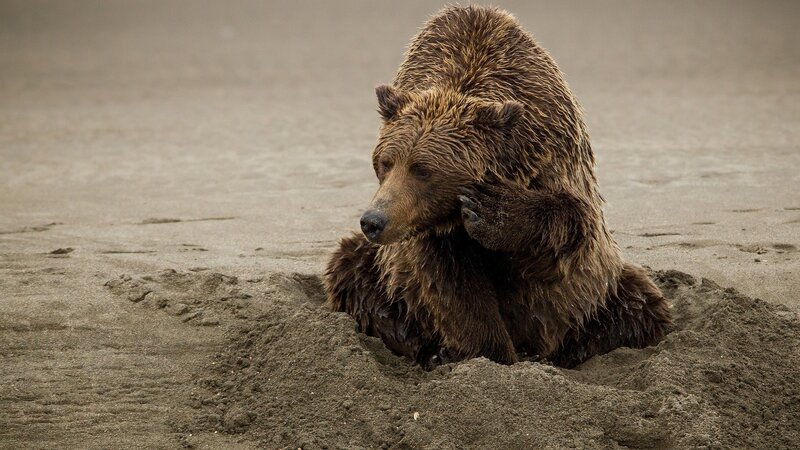 Brown bear on sandy beach