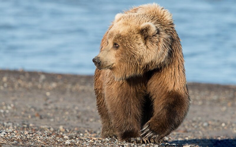 Brown Bear on Shore — Calm