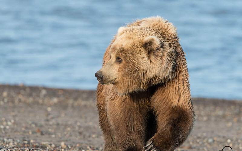 Brown Bear on Shore