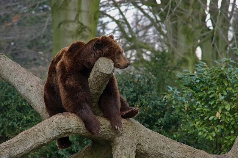 Brown Bear on Tree Branch