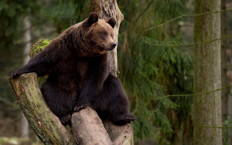 Brown Bear on Tree Stump