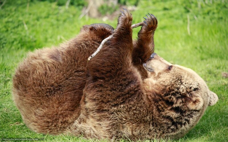 Brown Bear Playing — Green