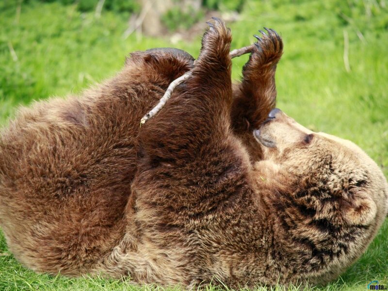Brown Bear Playing