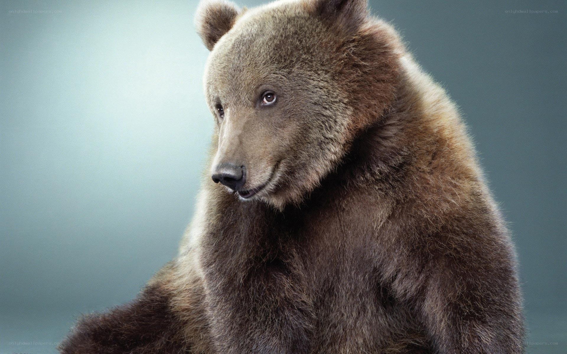 brown bear portrait