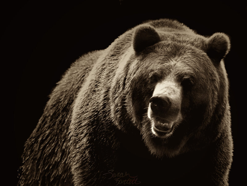 Brown Bear Portrait — Black