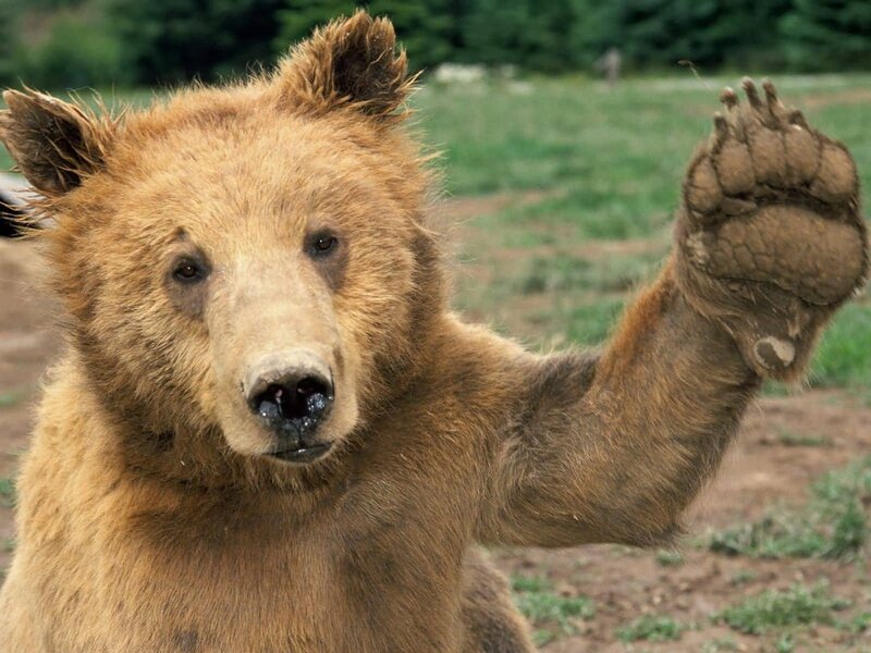 Brown Bear Raising Paw — Neutral