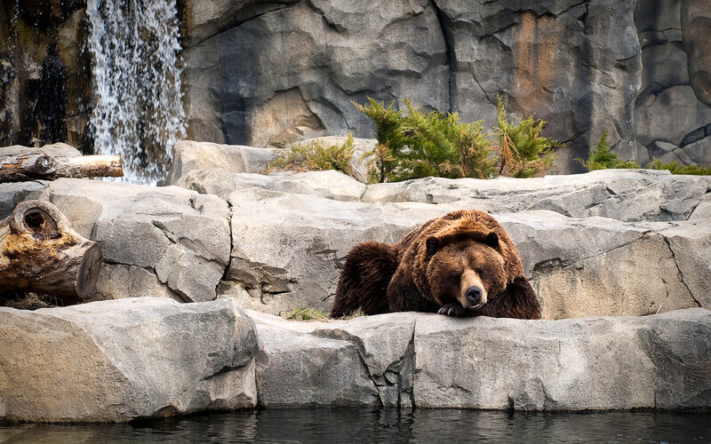 Brown bear resting by waterfall
