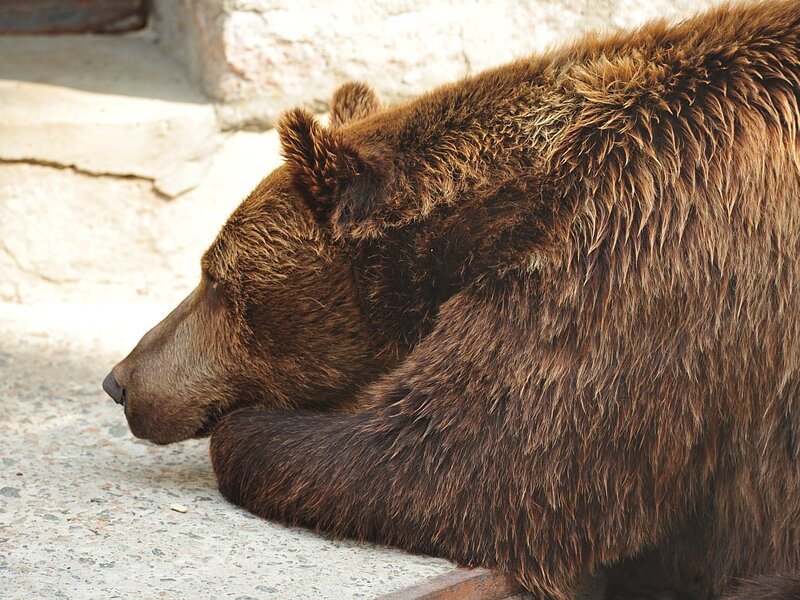 Brown Bear Resting — Calm, Afternoon, Photograph, Concrete Ground