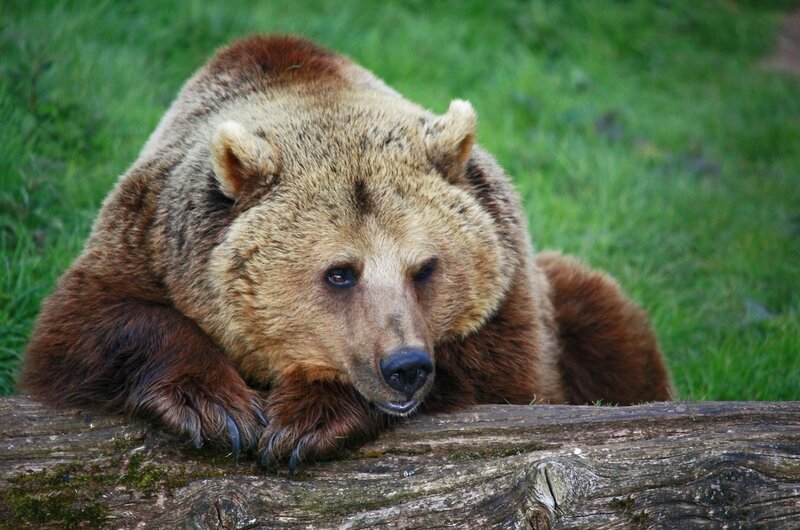 Brown Bear Resting — Calm, Afternoon, Photograph, Grass