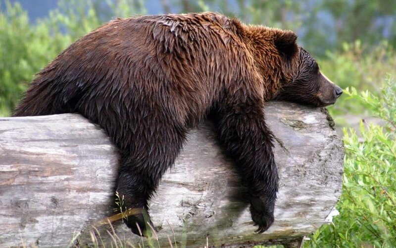 Brown Bear Resting — Calm, Afternoon, Photograph, Log, Bushes
