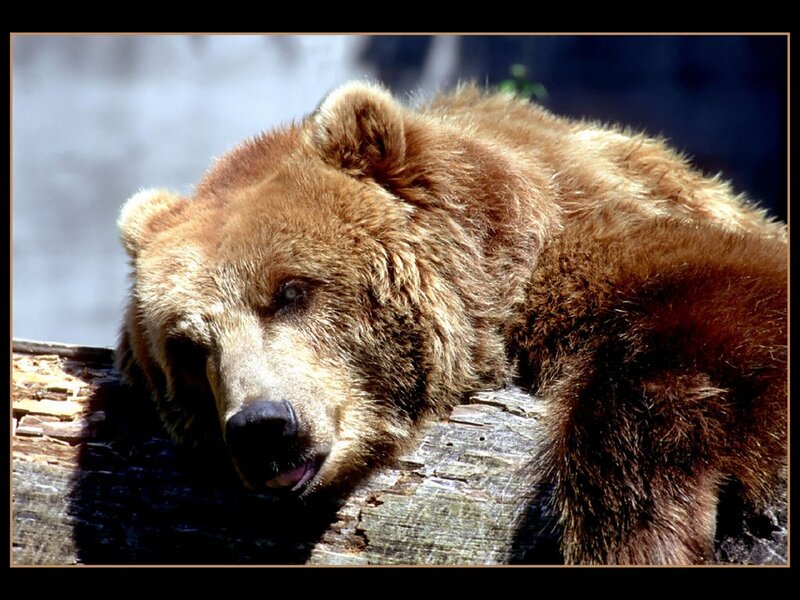 Brown Bear Resting — Calm, Afternoon, Photograph, Log, Forest