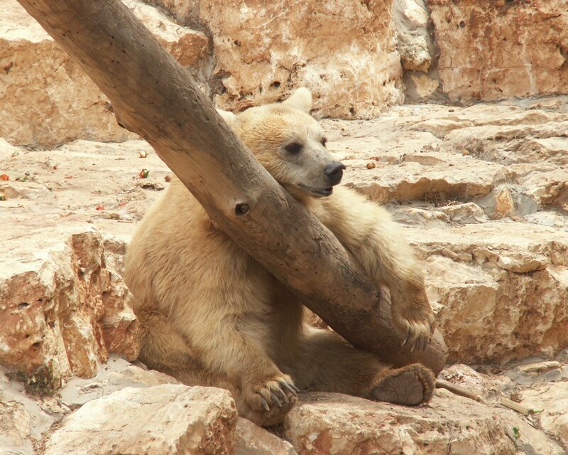 Brown Bear Resting — Calm, Afternoon, Photograph, Log