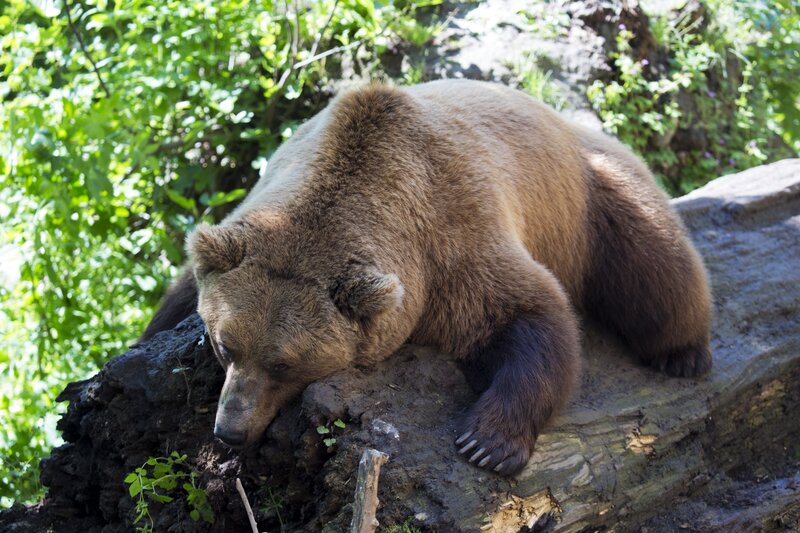 Brown Bear Resting — Calm, Afternoon, Photograph, Log, Trees, Plants