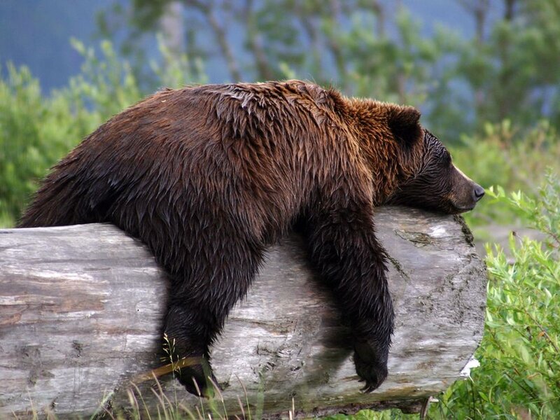 Brown Bear Resting — Calm, Afternoon, Photograph, Log, Trees