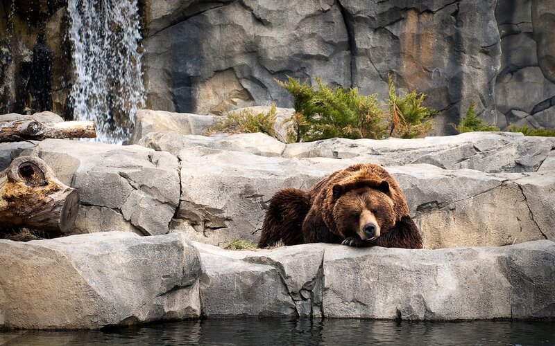 Brown Bear Resting — Calm, Afternoon, Photograph, Rock
