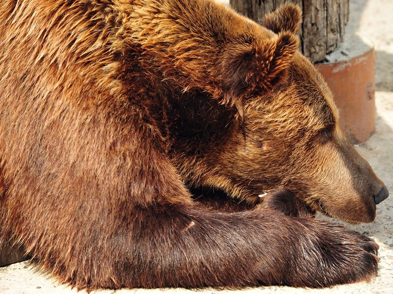 Brown Bear Resting — Calm, Afternoon, Photograph