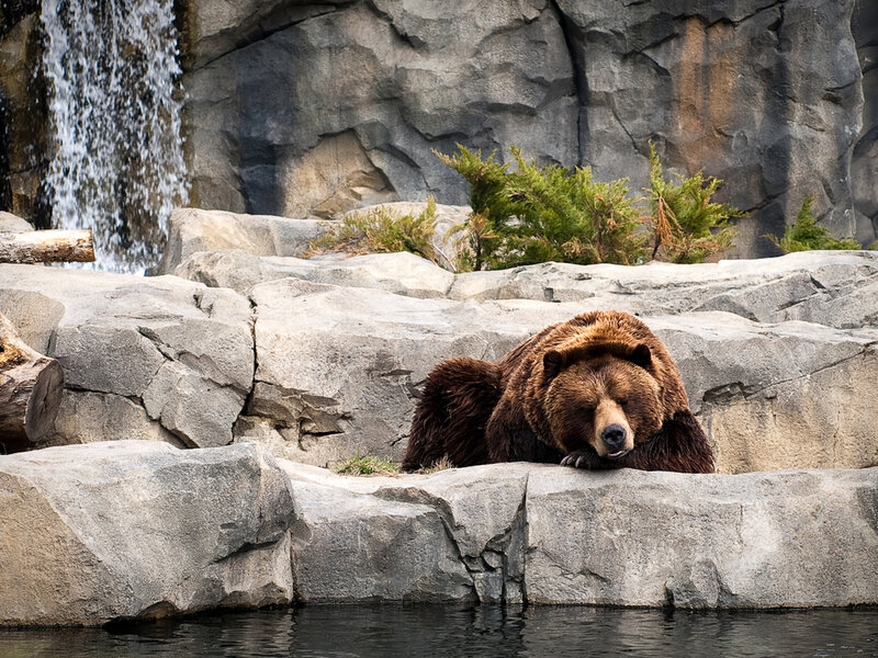 Brown Bear Resting — Calm, Afternoon