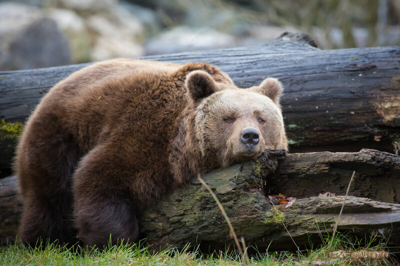 Brown Bear Resting — Calm, Autumn, Photograph, Log