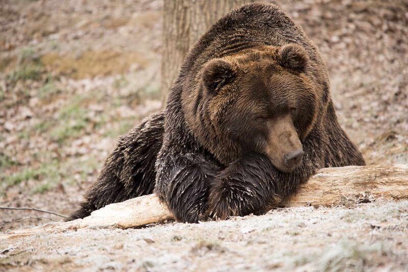 Brown Bear Resting — Calm, Autumn, Photograph, Log, Tree Trunk