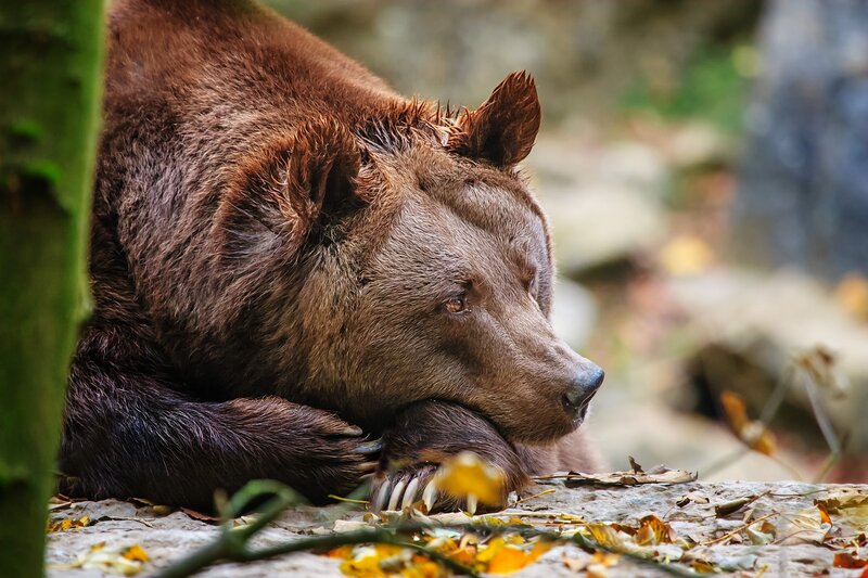 Brown Bear Resting — Calm, Autumn, Photograph