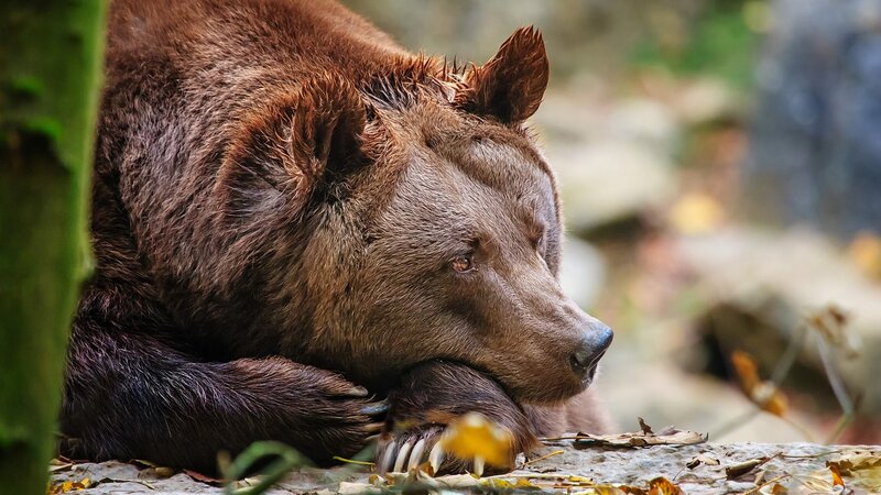 Brown Bear Resting — Calm, Autumn, Photograph, Tree Trunk, Leaves, Forest