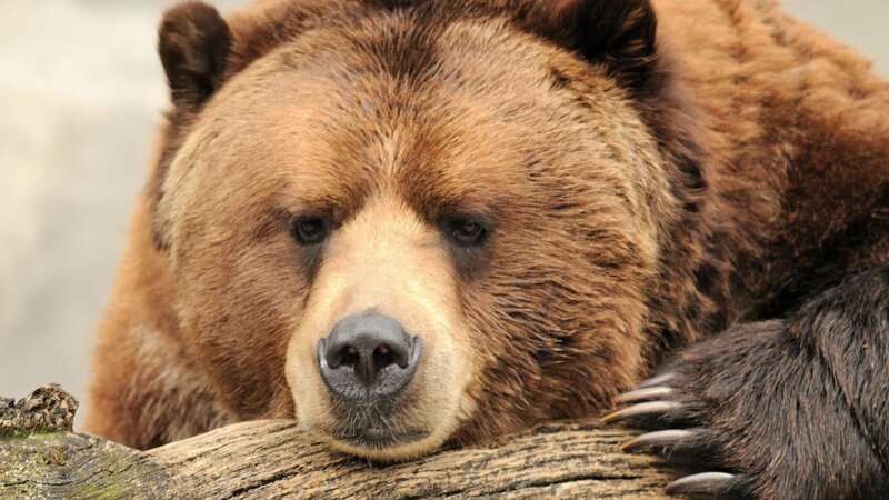Brown Bear Resting — Calm, Photograph, Log, Paw