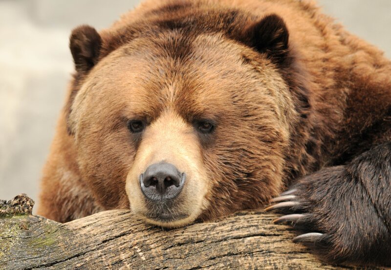Brown Bear Resting — Calm, Photograph, Log