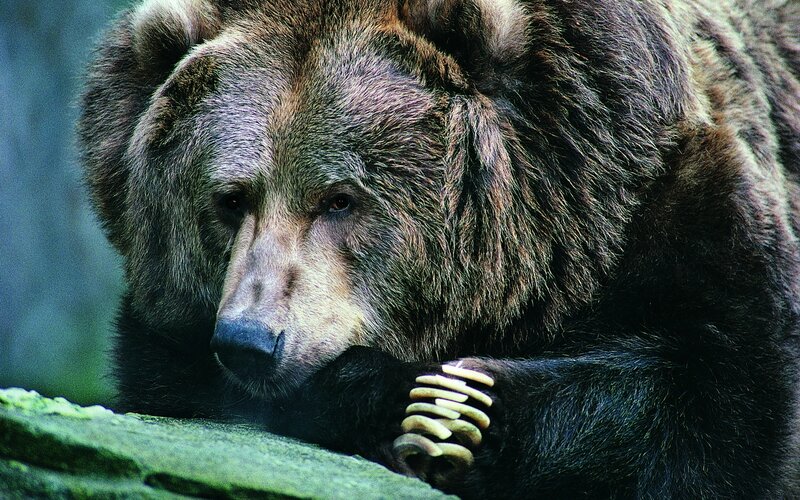 Brown Bear Resting — Calm, Photograph, Rock, Forest
