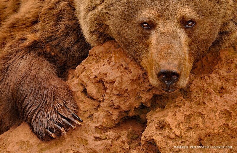 Brown Bear Resting — Calm, Photograph, Rock