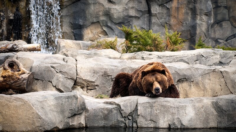 Brown Bear Resting — Calm, Photograph, Rock, Waterfall