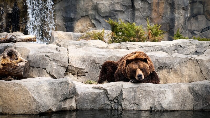 Brown Bear Resting — Calm, Photograph, Rocks