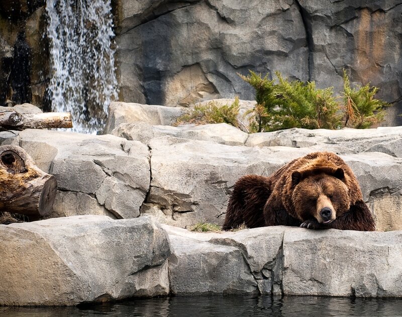 Brown Bear Resting — Calm, Photograph