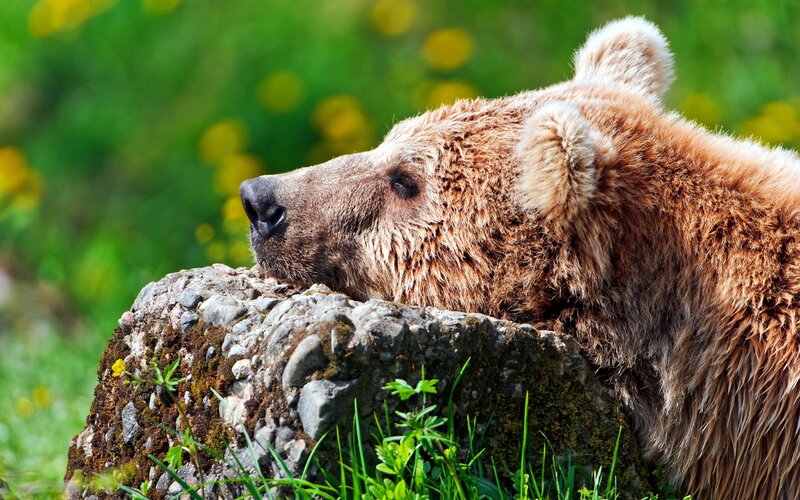 Brown Bear Resting — Calm, Summer, Photograph