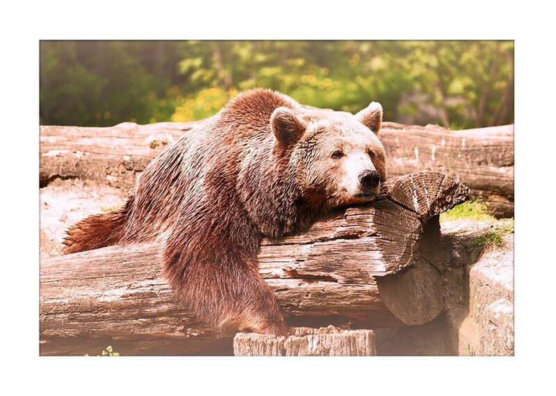 Brown Bear Resting — Calm