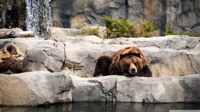 Brown Bear Resting — Gray, Calm, Photograph