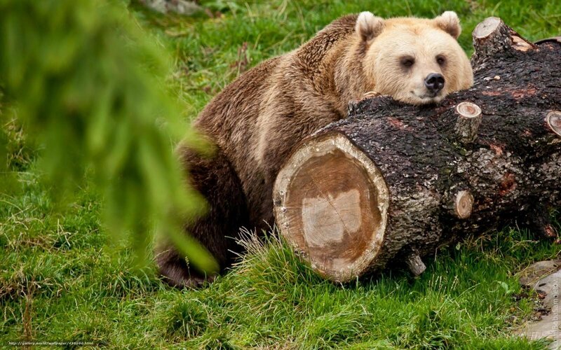 Brown Bear Resting — Green, Calm, Afternoon, Photograph