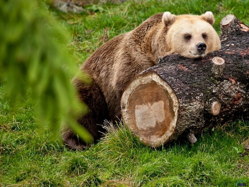 Brown Bear Resting — Green, Calm, Afternoon