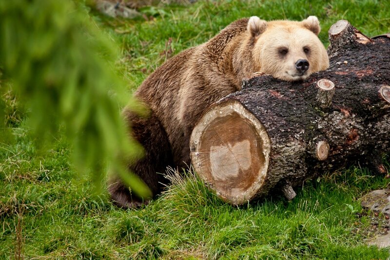 Brown Bear Resting — Green, Calm