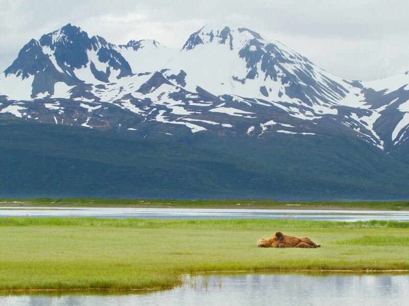 Brown Bear Resting — Green, Serene, Afternoon