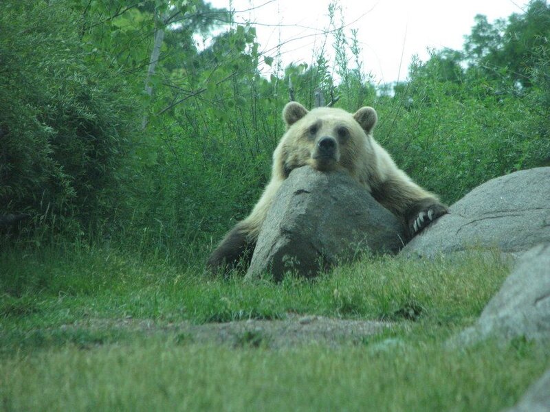 Brown Bear Resting — Green